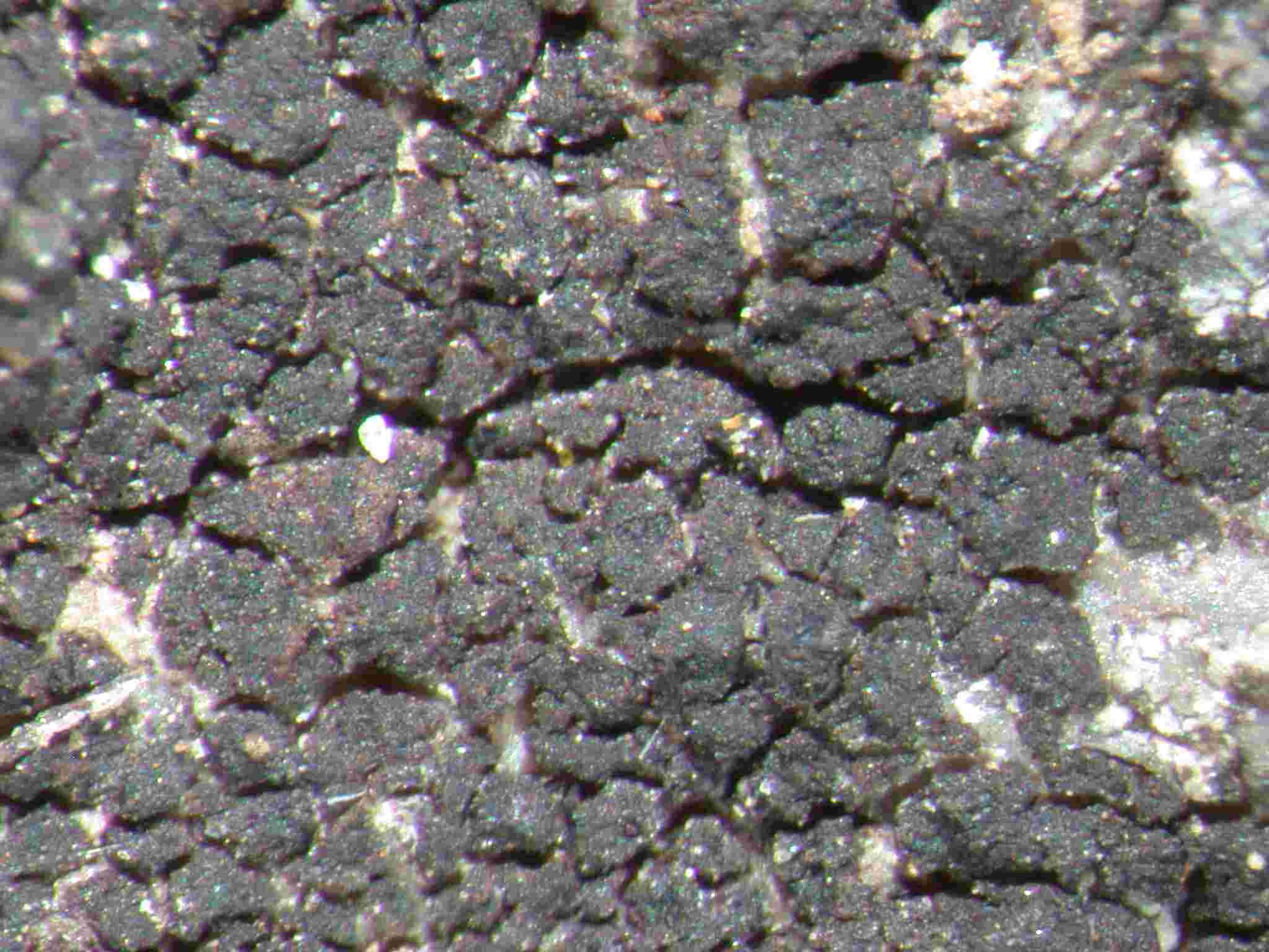 [Pyrenopsis rhodosticta]